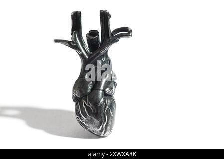 Realistic stainless steel model of a human heart depicting detailed anatomical structures and vessels isolated on white background. Ideal for educatio Stock Photo