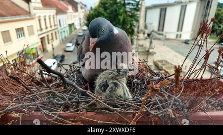 First the doves feed the pigeons with their beaks. Then the pigeon flies in, and the dove flies out. They take turns caring for the pigeons. The Stock Photo