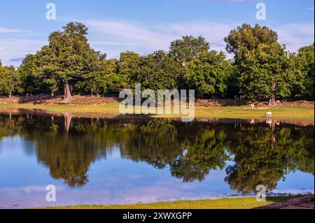 The Srah Srang Reservoir / Baray. reflection of trees in water. Angkor Archaeological Park, Siem Reap Province, Cambodia. © Kraig Lieb Stock Photo