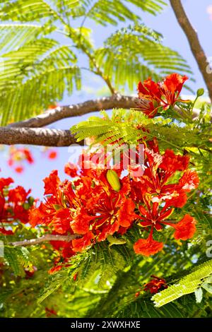 Blooming red flowers of Delonix regia (Flamboyant tree) Pride Park, Miami Beach, Florida, USA Stock Photo