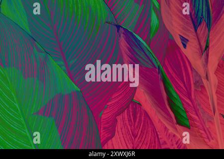 Close-up of tropical leaves with vibrant green purple and pink hues, highlighting natural patterns. Copy space background. Stock Photo