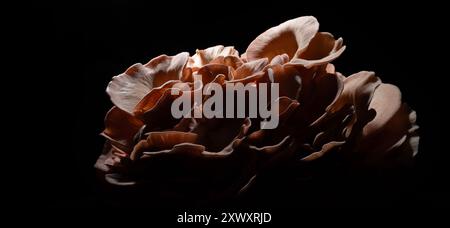 Pink oyster mushrooms on a dark background with back lighting to show the stunning curves and beautiful texture. Stock Photo