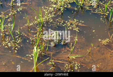 The marsh frog make a impressive sound by inflating two vocal sacs, which push out from each side of their head like giant bubbles Stock Photo