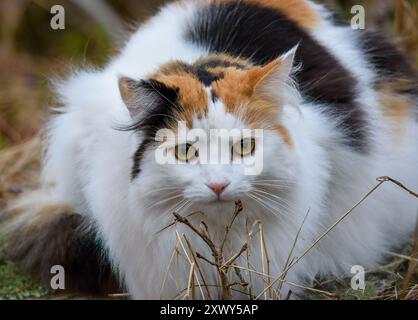 Black, white, brown cat lying on the ground and looking around Stock Photo