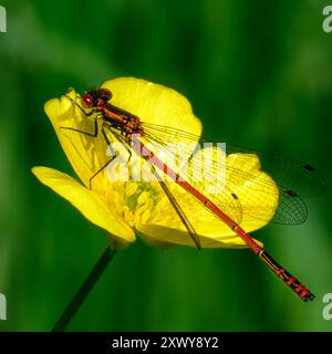 Red common darter - Sympetrum striolatum resting on yellow buttercup Stock Photo