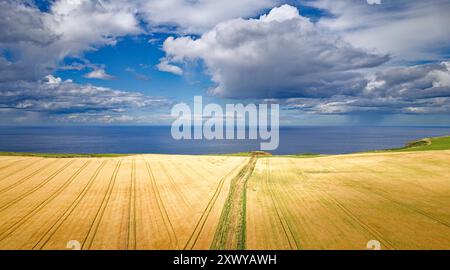 Barley Fields Aberdeenshire Scotland the Moray Firth in summer with approaching rain and clouds over uncut crops Stock Photo