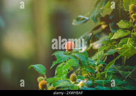 A close-up of a Red Raspberry (Rubus rosifolius) in a garden, showcasing its vibrant color and delicate texture against lush green leaves. Stock Photo