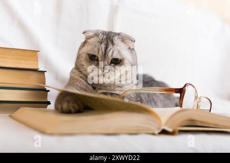 Cute cat plays with glasses and open books close up Stock Photo