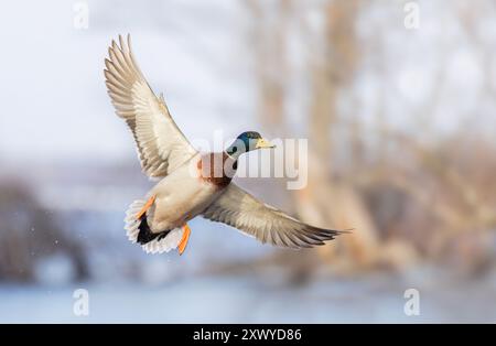 Mallard drake duck in flight over the Ottawa river in Canada Stock Photo