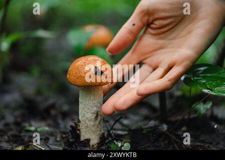 Close-up of a hand gently touching a wild mushroom with an orange cap, growing on the forest floor, surrounded by greenery and moist soil. Woman picking birch mushrooms outdoors.  Stock Photo