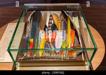 Collection of colourful pattern feathers from various bird species encased, educational purposes. Stock Photo