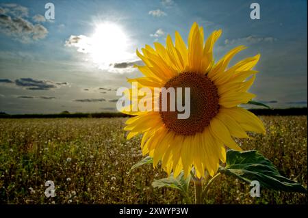 sunflower Stock Photo