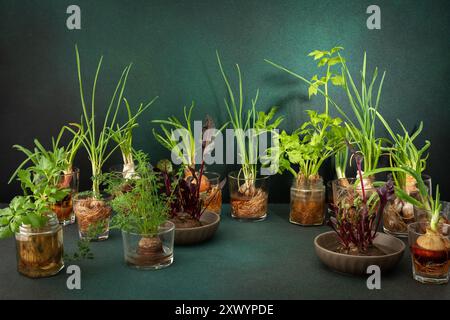 Growing from organic waste, sprouting carrots and beets at home, onions and celery and garlic, healthy and tasty vegetable haulm on the greens background Stock Photo