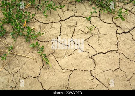 Close up of dry cracked earth with green plants, top view Stock Photo