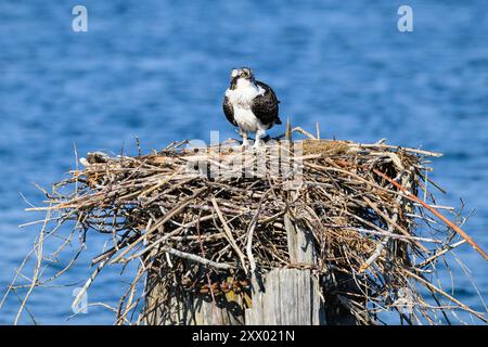 Immature osprey stands on large stick nest built on river pilling with blue water Stock Photo