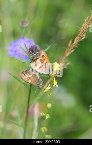 Gatekeeper (Pyronia tithonus), mating pair Stock Photo