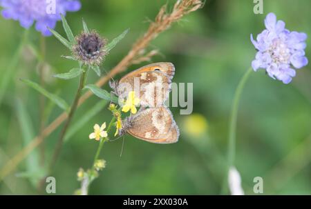 Gatekeeper (Pyronia tithonus), mating pair Stock Photo