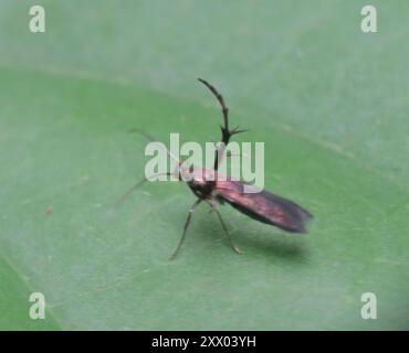 Sun Moths (Heliodinidae) Insecta Stock Photo - Alamy