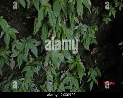 clearweed (Pilea) Plantae Stock Photo