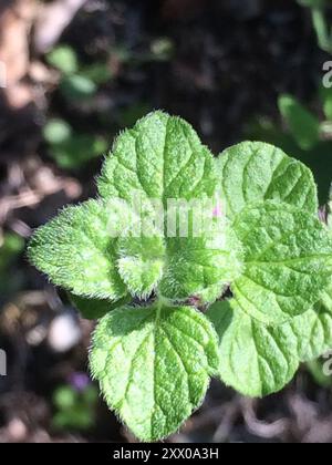 Lesser Calamint (Clinopodium nepeta) Plantae Stock Photo