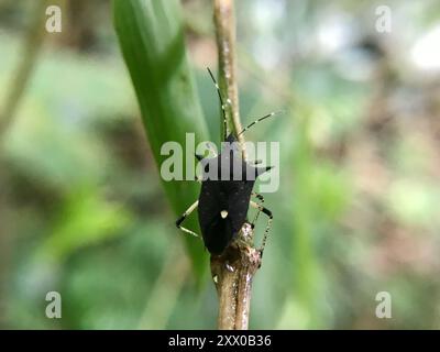 (Proxys victor) Insecta Stock Photo - Alamy