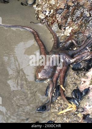 Lesser Two-spot Octopus (Octopus bimaculoides) Mollusca Stock Photo - Alamy