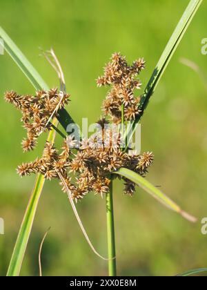 Javanese Flatsedge (Cyperus javanicus) Plantae Stock Photo - Alamy