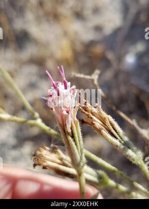 Spanish needle (Palafoxia arida) Plantae Stock Photo