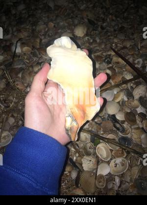 Knobbed Whelk (Busycon carica) Mollusca Stock Photo