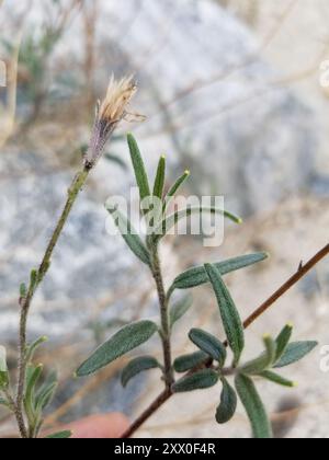 Spanish needle (Palafoxia arida) Plantae Stock Photo