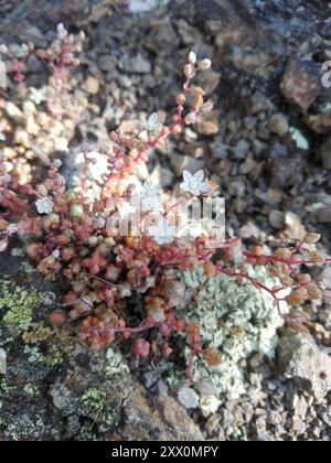 Short-leaved Stonecrop (Sedum brevifolium) Plantae Stock Photo