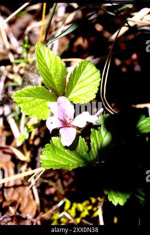Arctic raspberry (Rubus arcticus) Plantae Stock Photo - Alamy