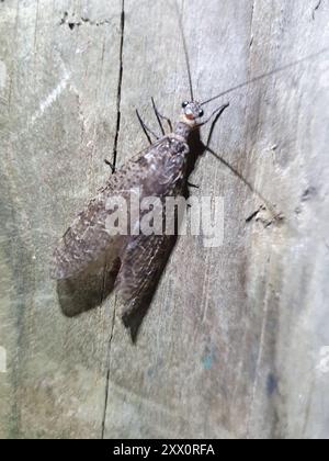 New Zealand dobsonfly (Archichauliodes diversus) Insecta Stock Photo