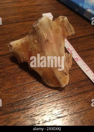 Knobbed Whelk (Busycon carica) Mollusca Stock Photo