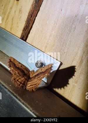 Lesser brown evening moth (Gellonia pannularia) Insecta Stock Photo - Alamy