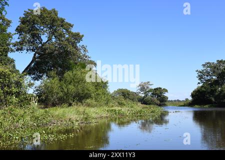 River landscape in the Pantanal with overhanging tree Stock Photo