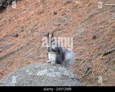 Abert's Squirrel (Sciurus aberti) Mammalia Stock Photo