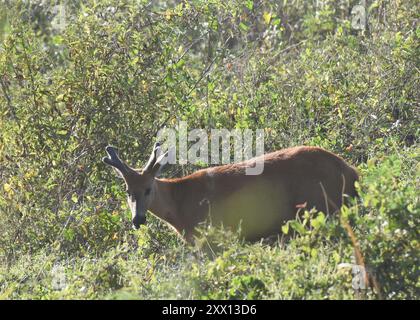 Marsh deer foraging in riverbed vegetation in the Pantanal, Brazil Stock Photo