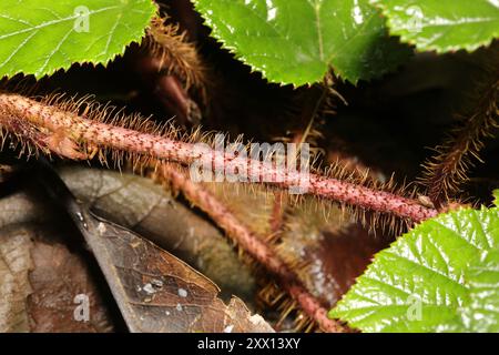 Chinese Bramble (Rubus tricolor) Plantae Stock Photo - Alamy