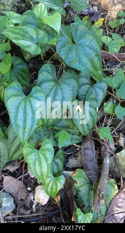 true yams (Dioscoreaceae) Plantae Stock Photo - Alamy