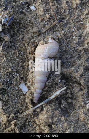 Common Tower Shell (Turritellinella tricarinata) Mollusca Stock Photo ...