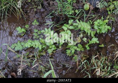 fool's watercress (Apium nodiflorum) Plantae Stock Photo