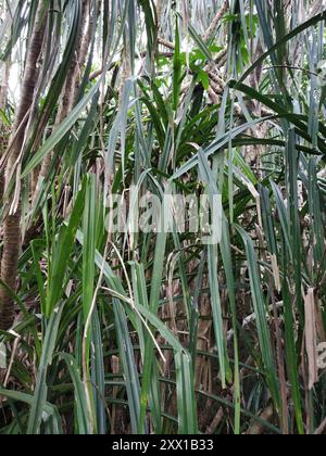 Himalayan screw-pine (Pandanus furcatus) Plantae Stock Photo