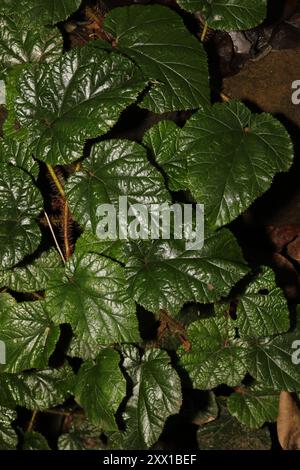 Chinese Bramble (Rubus tricolor) Plantae Stock Photo - Alamy