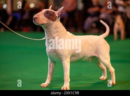 English Bull Terrier at a dog show standing on green carpet Stock Photo