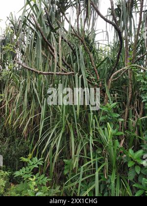 Himalayan screw-pine (Pandanus furcatus) Plantae Stock Photo