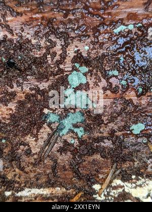 (Trichoderma viride) Fungi Stock Photo - Alamy
