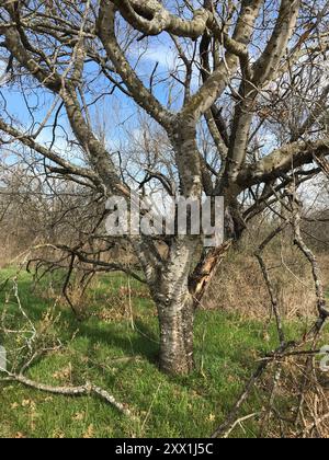 Hercules' club (Zanthoxylum clava-herculis) Plantae Stock Photo