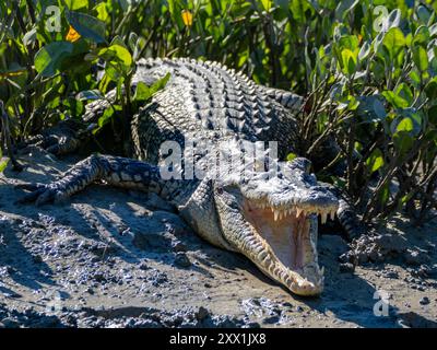 A young saltwater crocodile (Crocodylus porosus), sunning itself on the banks of Porosus Creek, Kimberley, Western Australia, Australia, Pacific Stock Photo