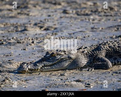 A young saltwater crocodile (Crocodylus porosus), sunning itself on the banks of Porosus Creek, Kimberley, Western Australia, Australia, Pacific Stock Photo